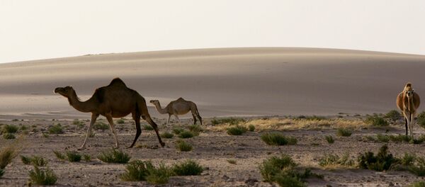 挪威科学家想借助海水和太阳能绿化撒哈拉沙漠 - 俄罗斯卫星通讯社