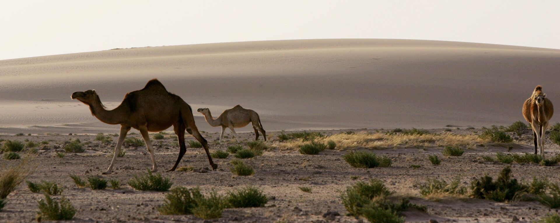 骆驼 - 俄罗斯卫星通讯社, 1920, 21.01.2026