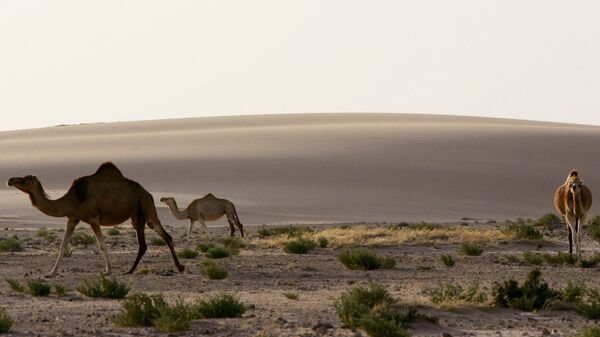 骆驼 - 俄罗斯卫星通讯社