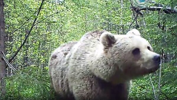 俄羅斯現“熊貓熊” - 俄羅斯衛星通訊社