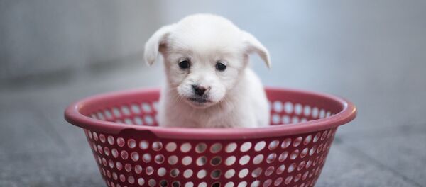 媒體：中國自主培育出世界首例基因編輯克隆犬 - 俄羅斯衛星通訊社