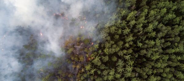 俄远东地区一昼夜森林火灾面积增加2.5万公顷 - 俄罗斯卫星通讯社