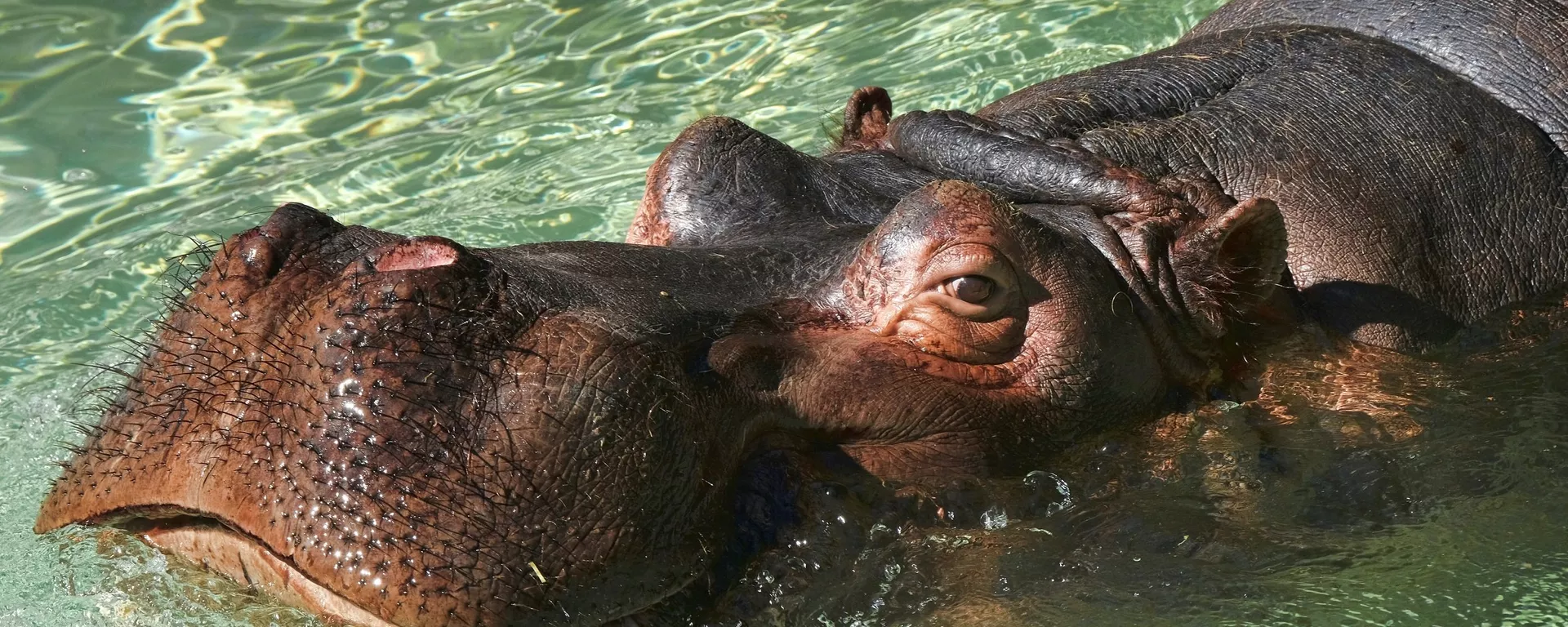 比利時動物園內2只河馬感染新冠病毒 - 俄羅斯衛星通訊社, 1920, 04.12.2021