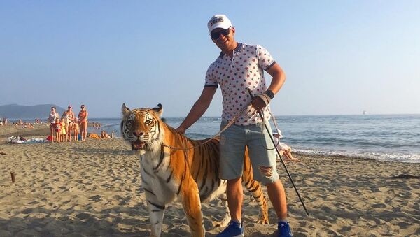 俄納霍德卡沙灘上有人遛老虎的視頻是在拍廣告 - 俄羅斯衛星通訊社