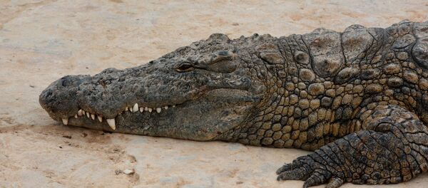 在一条六米长的鳄鱼肚子里发现了人的手脚 - 俄罗斯卫星通讯社