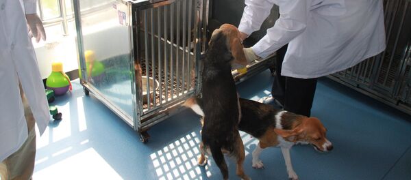 北京希诺谷生物科技有限公司繁殖实验室内的基因编辑克隆犬和代孕母犬 北京希诺谷生物科技有限公司繁殖实验室内的基因编辑克隆犬和代孕母犬 - 俄罗斯卫星通讯社