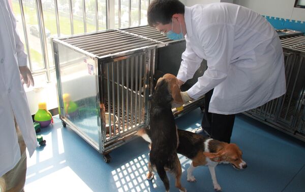北京希諾谷生物科技有限公司繁殖實驗室內的基因編輯克隆犬和代孕母犬 - 俄羅斯衛星通訊社