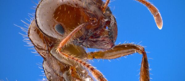 螞蟻在為世界末日做準備 - 俄羅斯衛星通訊社