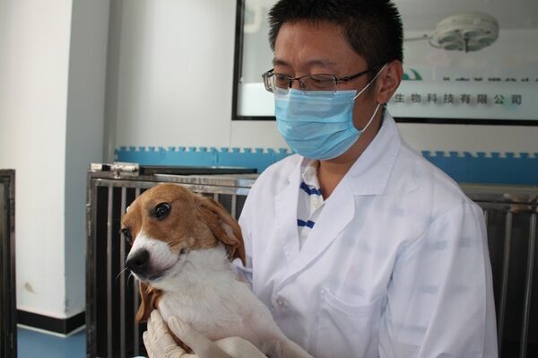俄卫星通讯社记者“亲密接触”基因编辑犬 俄卫星通讯社记者“亲密接触”基因编辑犬 - 俄罗斯卫星通讯社