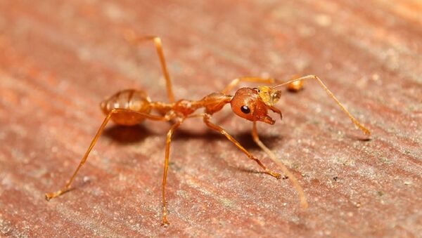 专家揭示蚂蚁对气候变化的影响 - 俄罗斯卫星通讯社