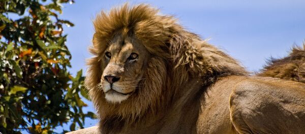 狮子 - 俄罗斯卫星通讯社