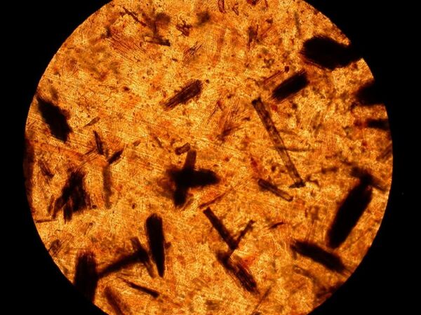 俄罗斯普列汉诺夫经济大学具有前景的合成材料和技术实验室的工作人员们在带有各种植物填充物的聚乙烯基础上对生物成分进行了生物分解试验，确定了填充物粒子尺寸影响聚合物的物理性质及其生物分解速度的合理性。 - 俄罗斯卫星通讯社