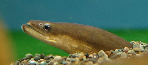 Угорь - 俄羅斯衛星通訊社