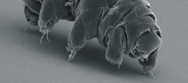 科學家揭示哪種動物能夠經受小行星撞擊地球等巨大災難 - 俄羅斯衛星通訊社