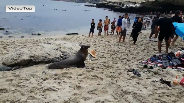 在美國一頭海獅在沙灘上製造了恐慌 - 俄羅斯衛星通訊社