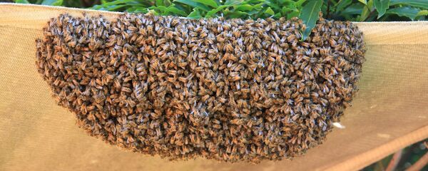 在美国侵略性的蜜蜂占领了城市 - 俄罗斯卫星通讯社