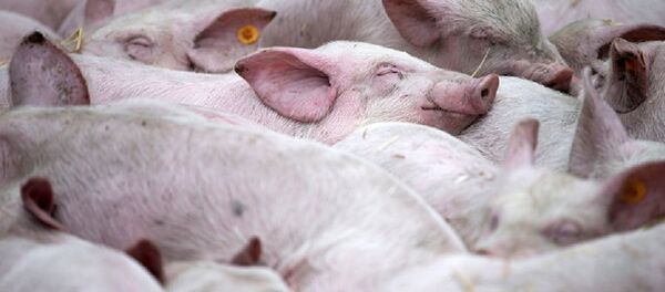 中國發生非洲豬瘟疫情 已啓動Ⅱ級疫情預警 - 俄羅斯衛星通訊社