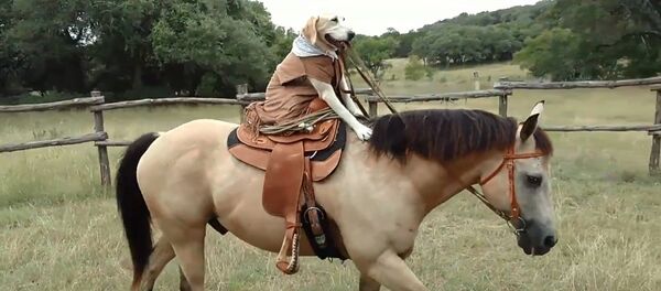 得州女子教狗骑马 - 俄罗斯卫星通讯社