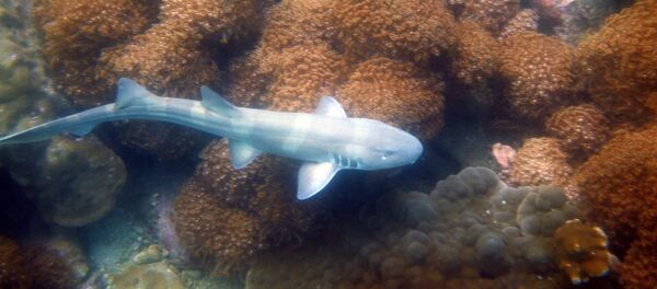 研究：鯊魚用肩進食 - 俄羅斯衛星通訊社