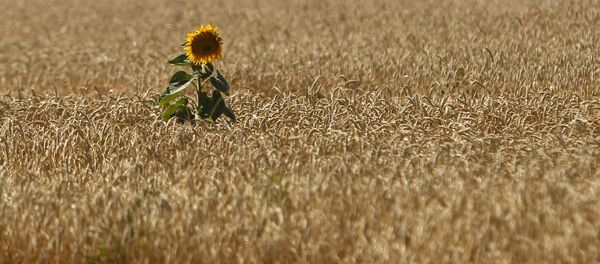 青島大學將與俄坦波夫國立大學共同開發精准農業無人機軟件 - 俄羅斯衛星通訊社