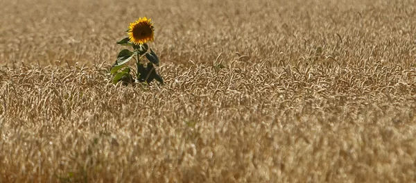 俄農業部預測2018年糧食收成將保持1.1億噸的水平 - 俄羅斯衛星通訊社