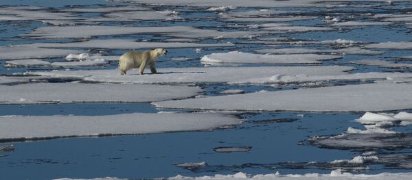 Белый медведь в Северном Ледовитом океане Белый медведь в Северном Ледовитом океане - 俄羅斯衛星通訊社