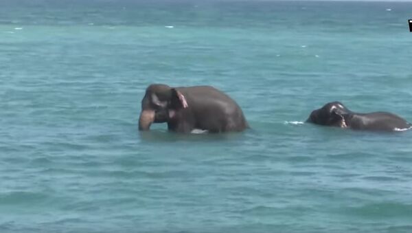 斯里兰卡军方营救“出游”大象（视频） - 俄罗斯卫星通讯社