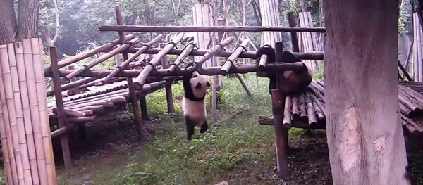 熊貓課堂:從哪裡摔倒,就在哪裡躺下 熊貓課堂:從哪裡摔倒,就在哪裡躺下 - 俄羅斯衛星通訊社