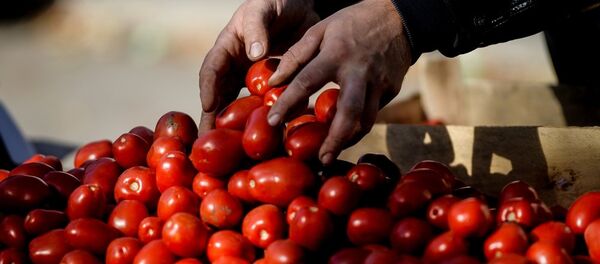 西紅柿 - 俄羅斯衛星通訊社