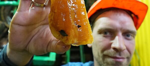 加里寧格勒琥珀聯合企業開採出的琥珀 - 俄羅斯衛星通訊社