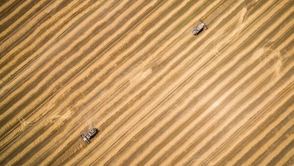 俄农业部预测本农业年度谷物出口量将达5200-5300万吨 - 俄罗斯卫星通讯社