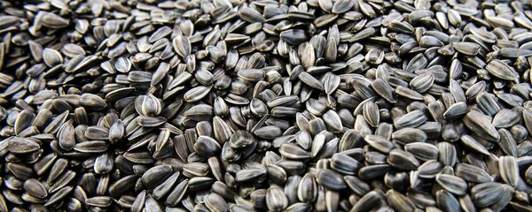 瓜子 - 俄罗斯卫星通讯社