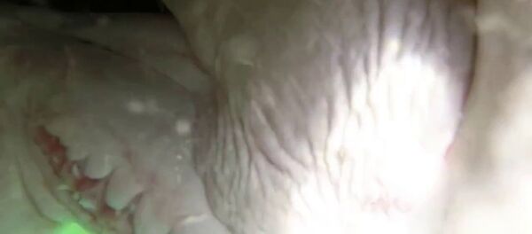 鯊魚啃了科學家們用來拍它的相機 鯊魚啃了科學家們用來拍它的相機 - 俄羅斯衛星通訊社