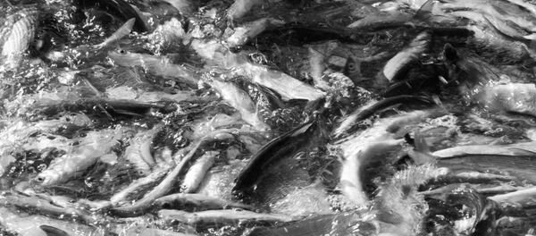 韓國企業將向俄遠東地區水產聯合加工廠投資1.3億美元 韓國企業將向俄遠東地區水產聯合加工廠投資1.3億美元 - 俄羅斯衛星通訊社