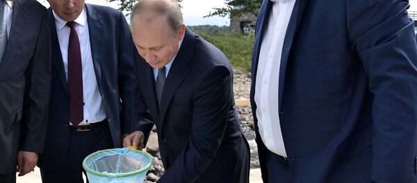 普京向貝加爾湖投放秋白鮭魚苗 - 俄羅斯衛星通訊社