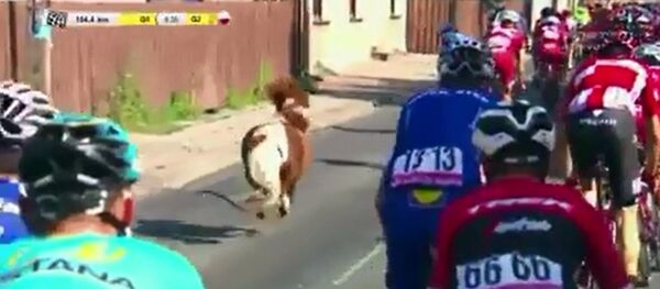 俄羅斯自行車手智勝小矮馬 - 俄羅斯衛星通訊社