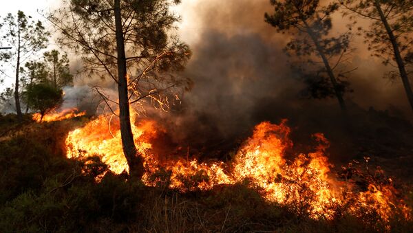 Лесные пожары в Португалии - 俄羅斯衛星通訊社