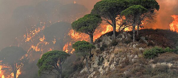 意大利森林大火 - 俄罗斯卫星通讯社