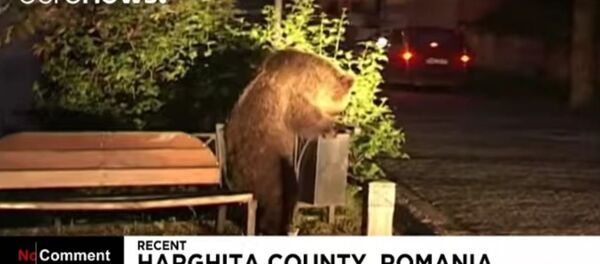 罗马尼亚遭饿熊攻击 - 俄罗斯卫星通讯社