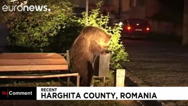 羅馬尼亞遭餓熊攻擊 - 俄羅斯衛星通訊社
