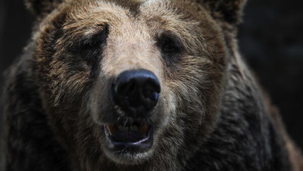 美国发生熊“偷”车事件 - 俄罗斯卫星通讯社