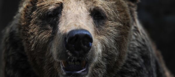 俄羅斯熊將成為戰略資源 - 俄羅斯衛星通訊社