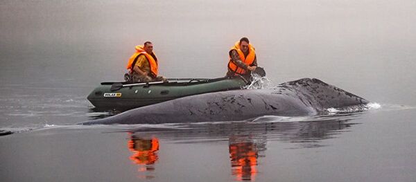 俄紧急情况部将派直升机协助营救搁浅的弓头鲸 - 俄罗斯卫星通讯社