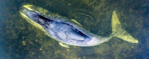 世界自然基金会：搁浅的弓头鲸最多可在浅滩上活2天 - 俄罗斯卫星通讯社