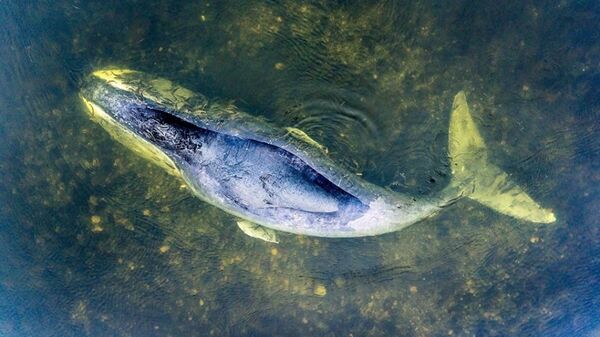 澳大利亞200頭鯨魚擱淺後死亡 - 俄羅斯衛星通訊社