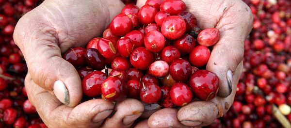 蔓越莓 - 俄羅斯衛星通訊社