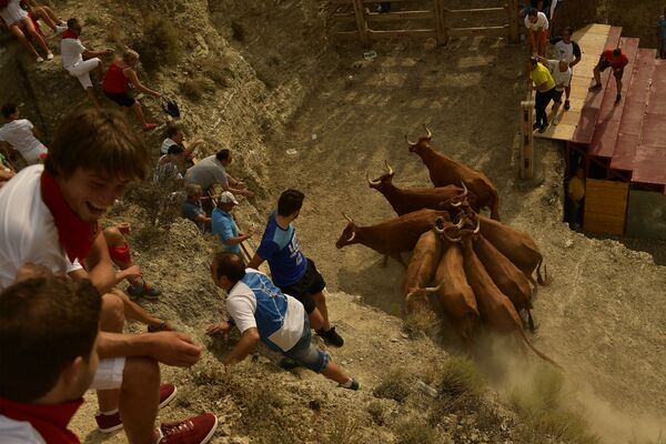 西班牙聖埃斯特萬節期間，農村居民抓捕奶牛並把它們送回阿格達斯 - 俄羅斯衛星通訊社
