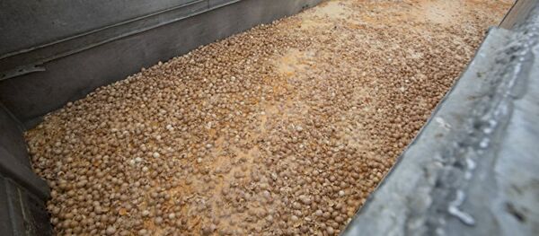 媒体:“毒鸡蛋”危机令比利时山鸡蛋销量上升三成 媒体:“毒鸡蛋”危机令比利时山鸡蛋销量上升三成 - 俄罗斯卫星通讯社