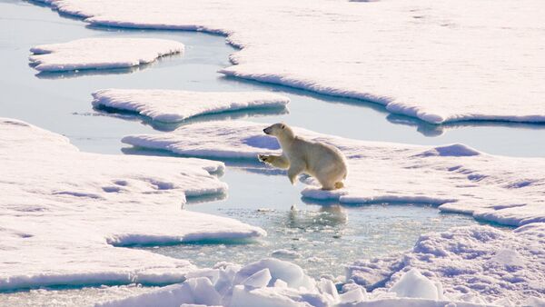 北極地區的白熊 - 俄羅斯衛星通訊社