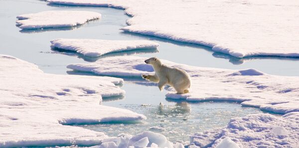 北極地區的白熊 - 俄羅斯衛星通訊社